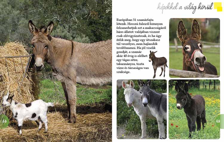 A farm állatai  - képekkel a világ körül