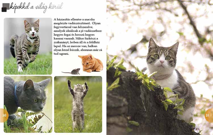 Macskák  - képekkel a világ körül