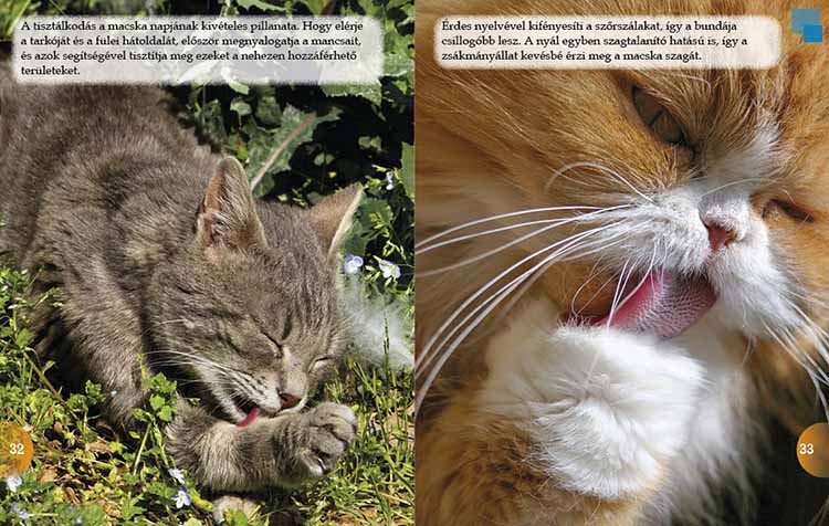 Macskák  - képekkel a világ körül