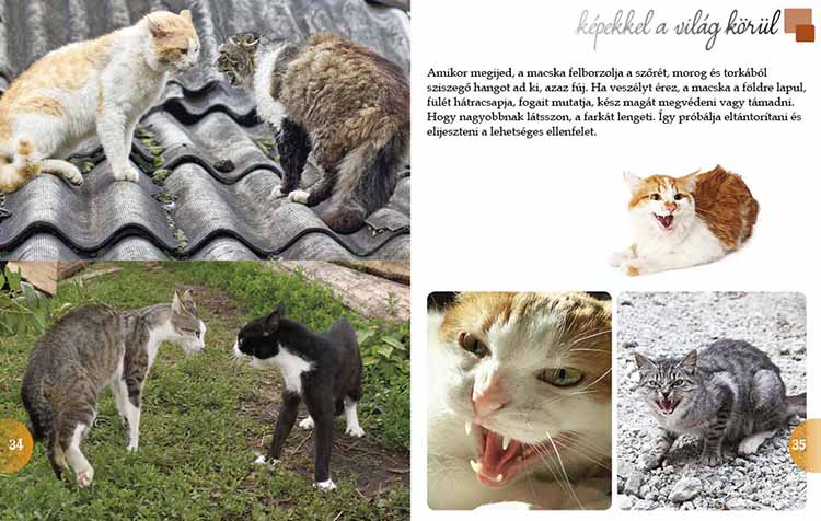 Macskák  - képekkel a világ körül