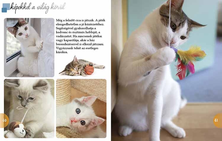 Macskák  - képekkel a világ körül