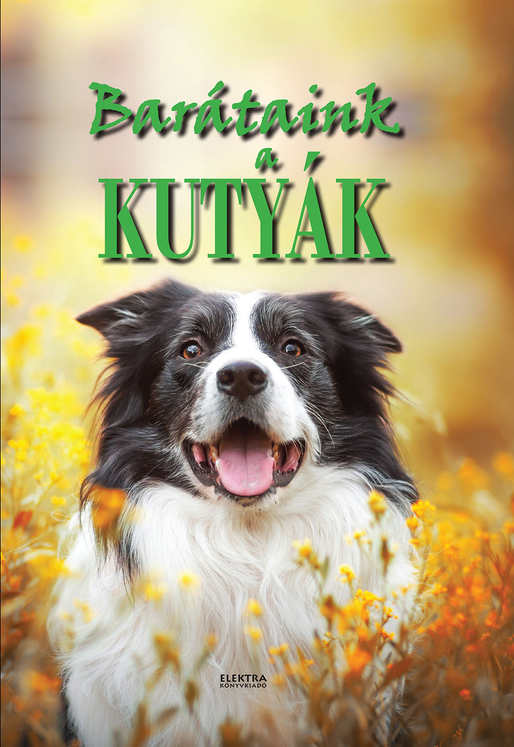 Barátaink a kutyák Barátaink a kutyák