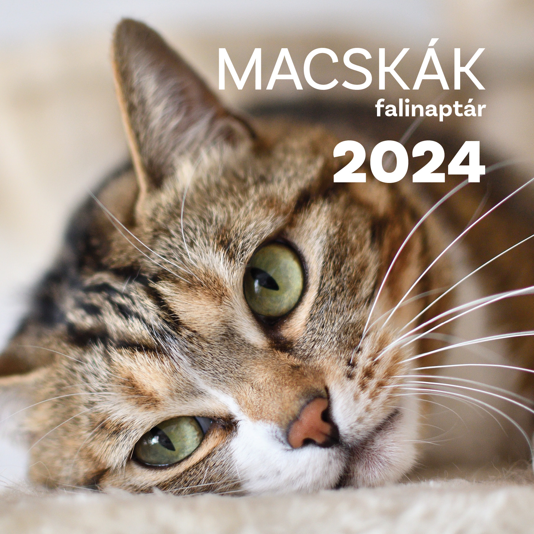 Falinaptár 2024 Macskák